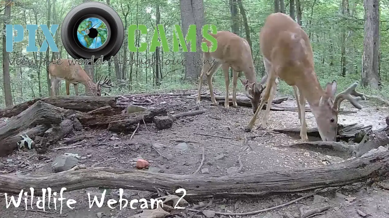 Live Wildlife feeder webcam stream, Pennsylvania, USA