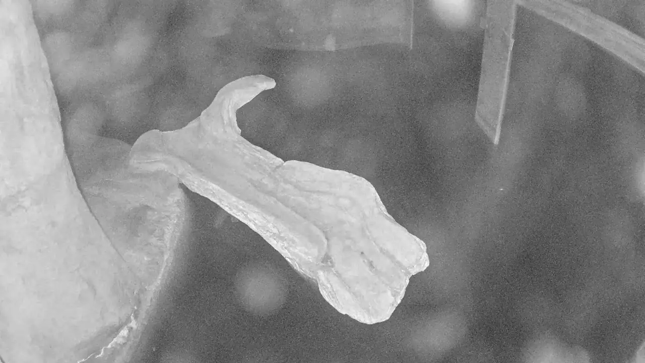 Live Otter Webcam Calvert Marine Museum in Maryland, USA