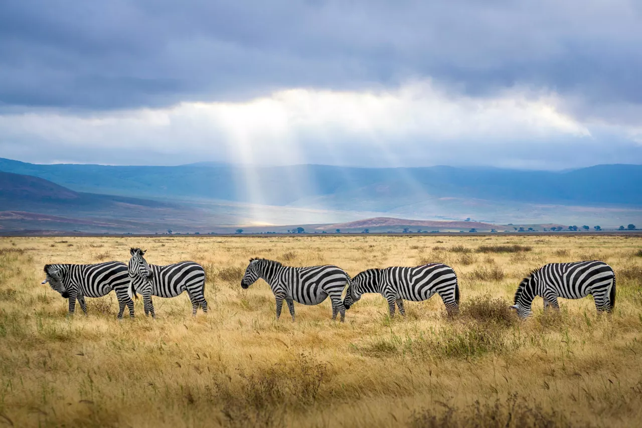 Vista en vivo de Tanzania en VolveVision