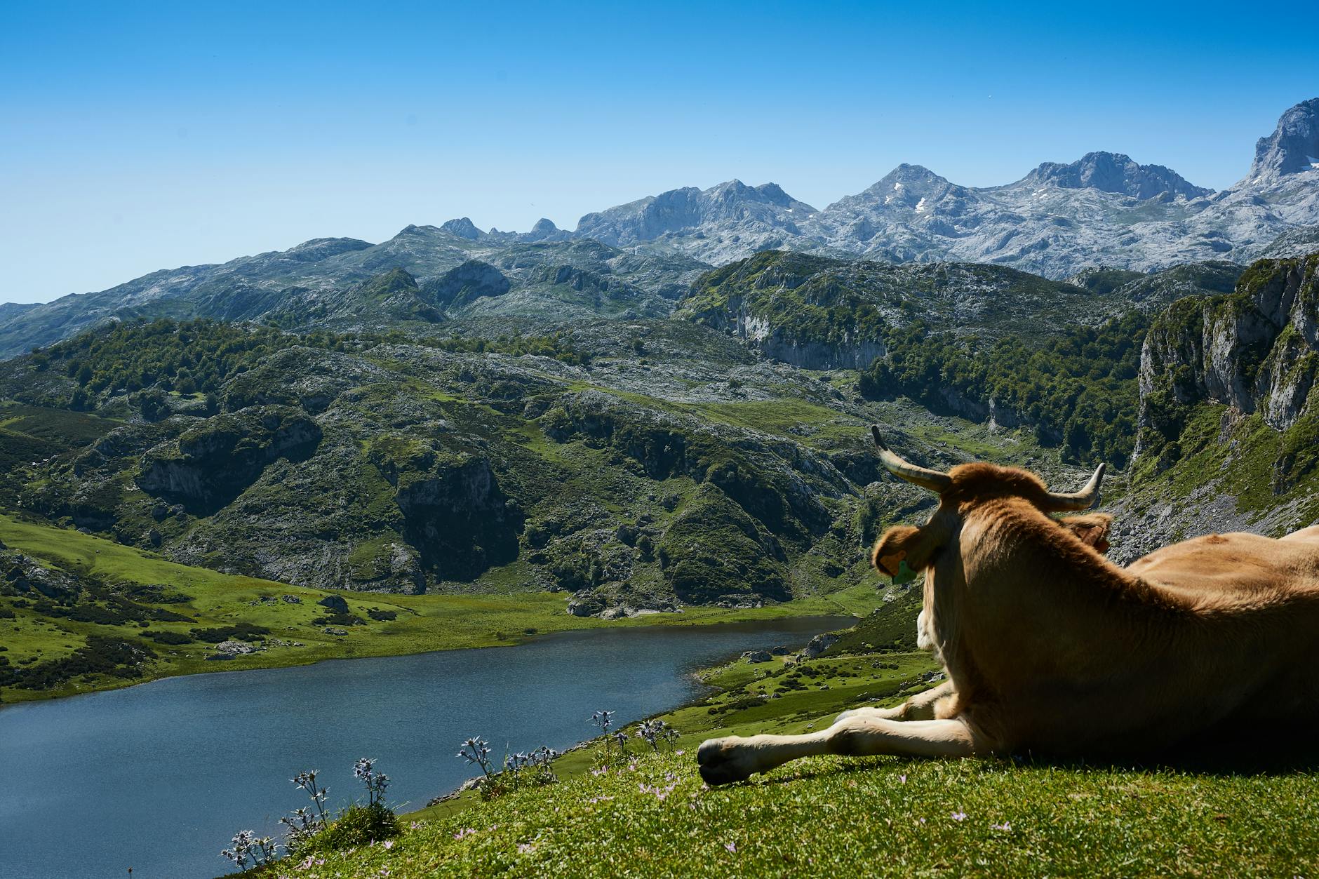 Vista en vivo de Asturias en VolveVision