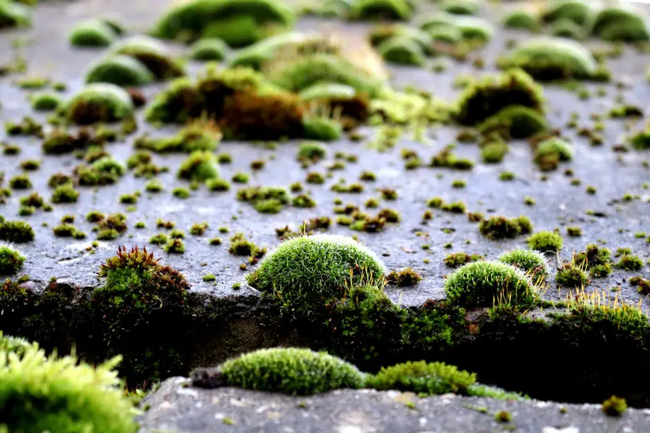 Moss live camera view on VolveVision