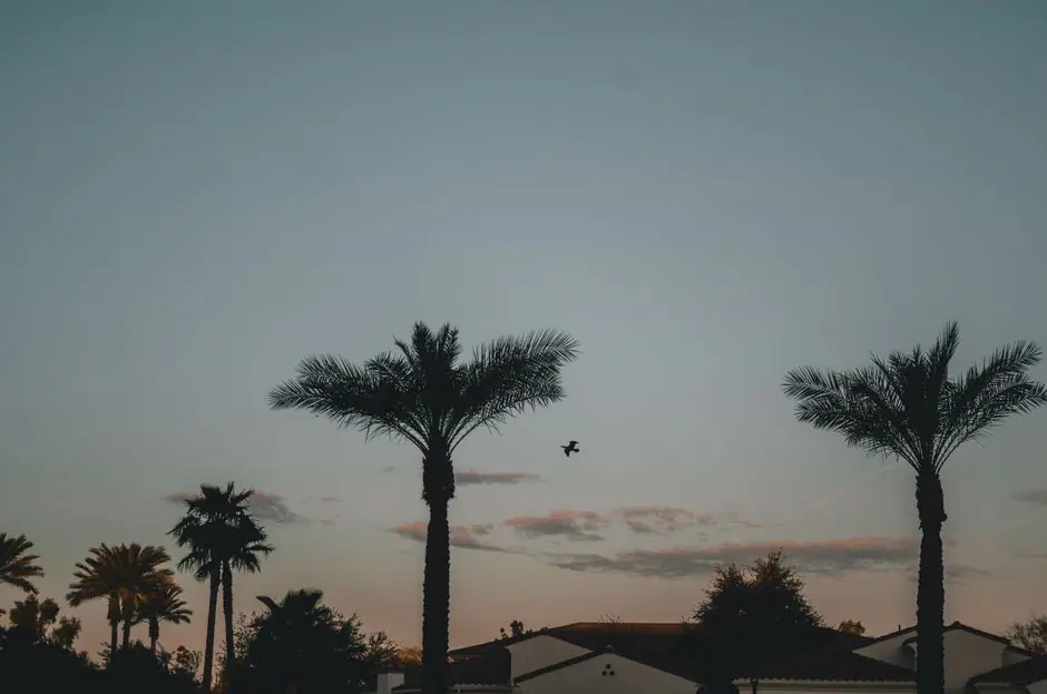 Chandler live camera view on VolveVision