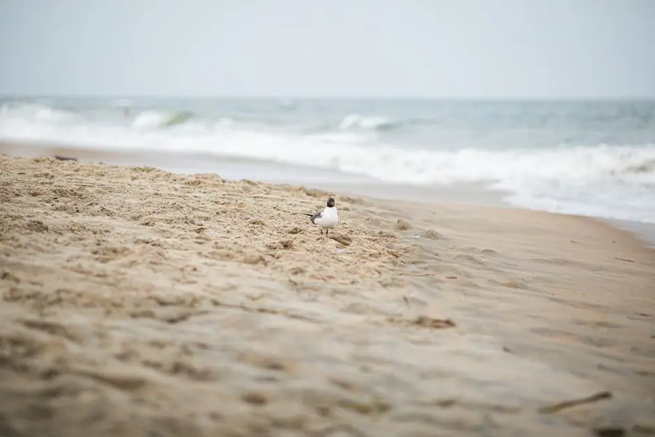 Virginia Beach live camera view on VolveVision