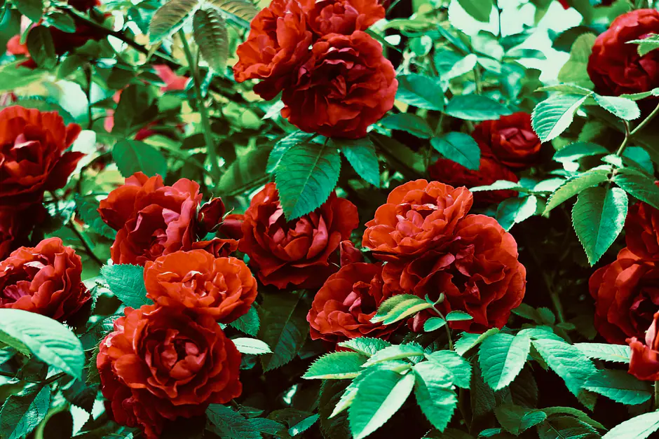 Roses live camera view on VolveVision