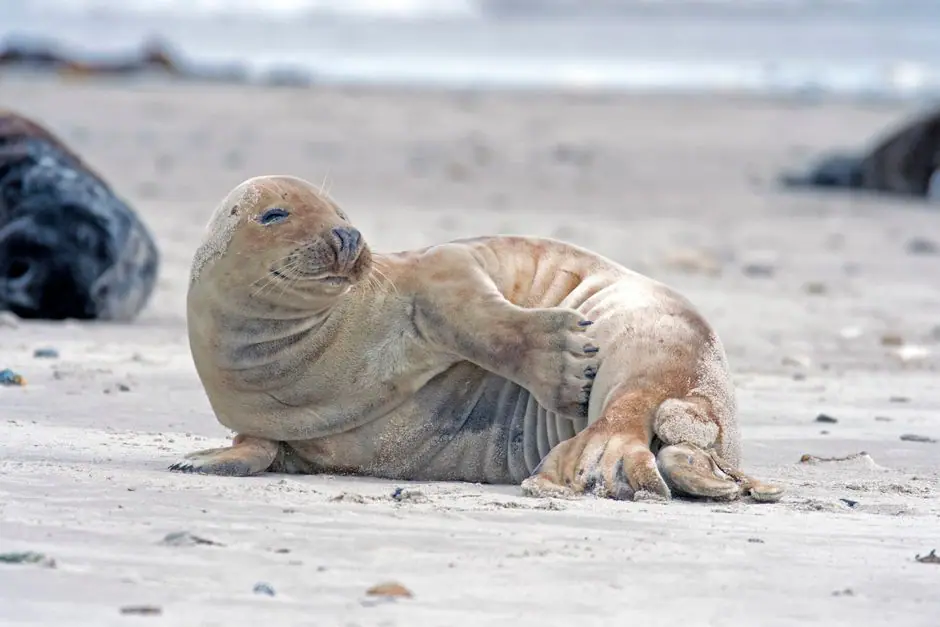 Vista en vivo de Helgoland en VolveVision