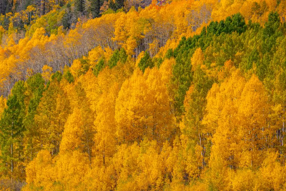 Aspen live camera view on VolveVision