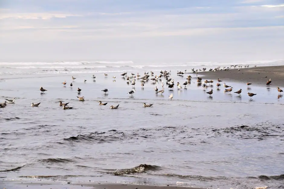 Kalaloch live camera view on VolveVision