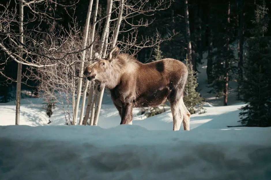 Moose live camera view on VolveVision