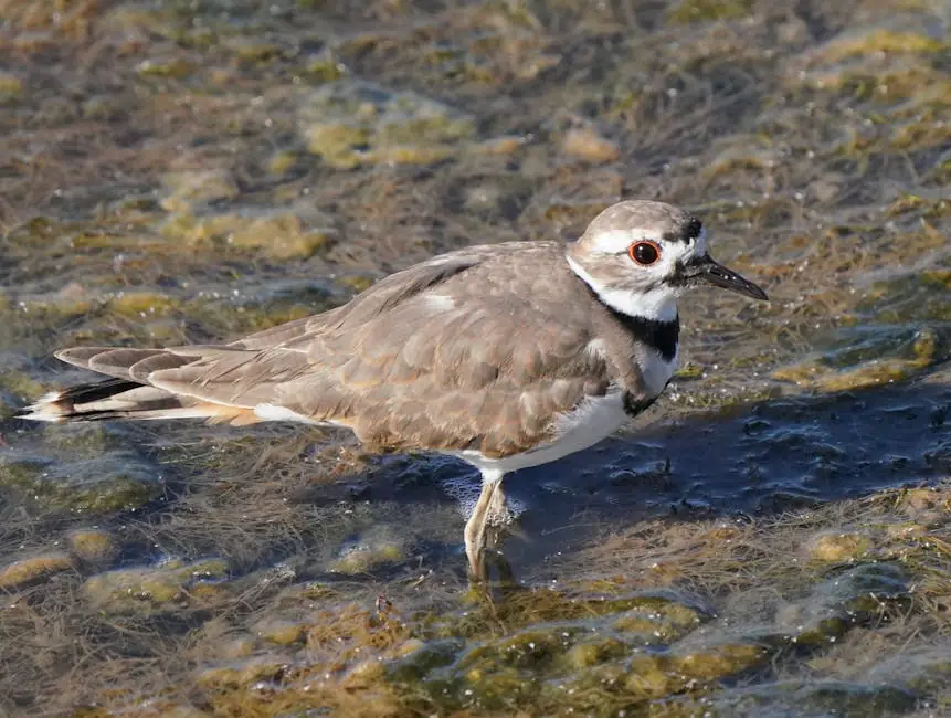 Killdeer live camera view on VolveVision