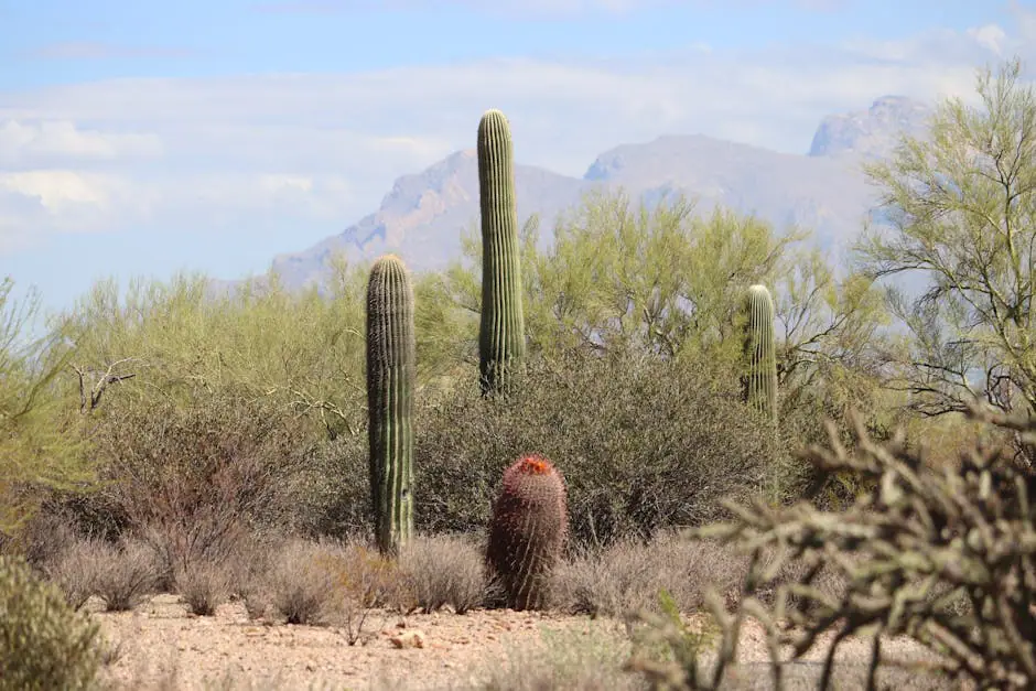Tucson live camera view on VolveVision