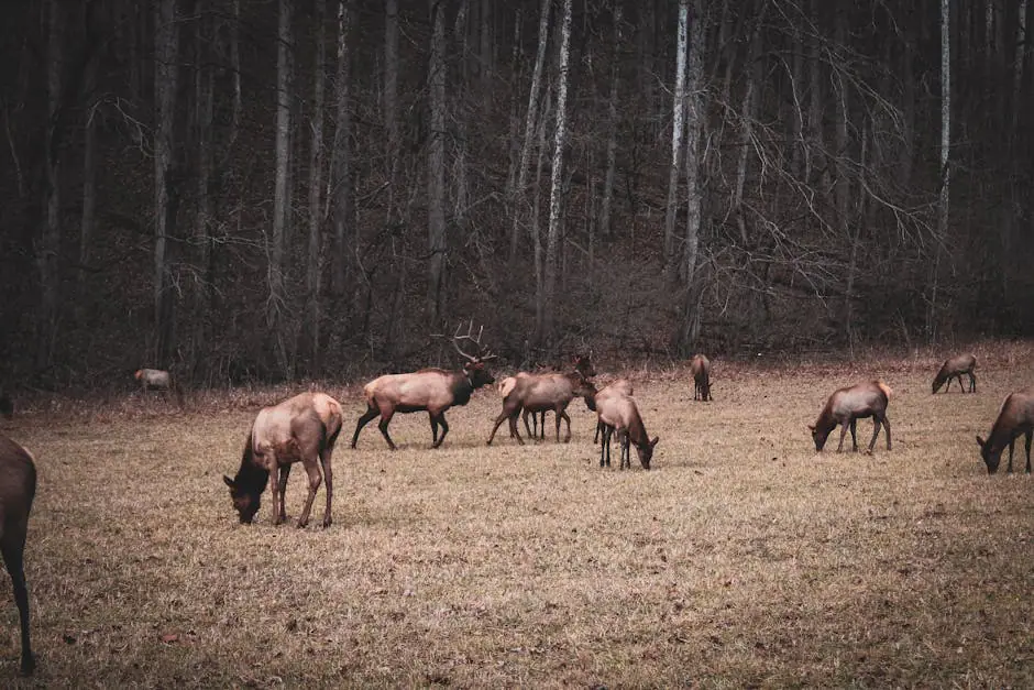 Banner Elk live camera view on VolveVision
