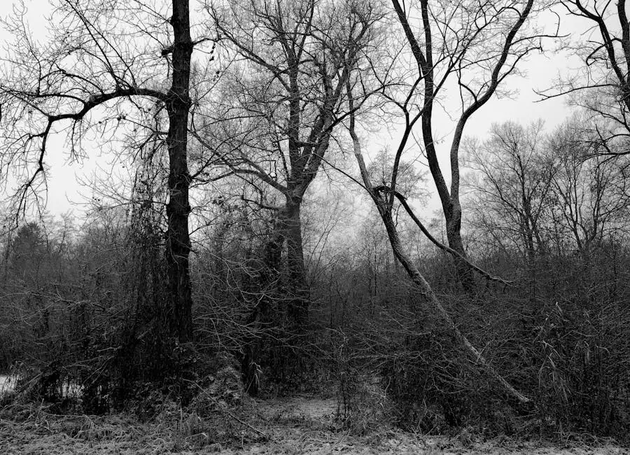 Vista en vivo de Wald Michelbach en VolveVision